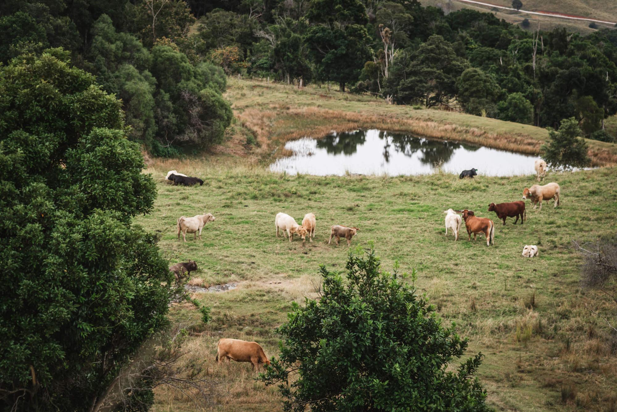 bramblewood farm tipi wedding dam